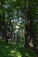 an2_005247.jpg
