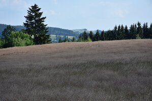 an2_005250.jpg