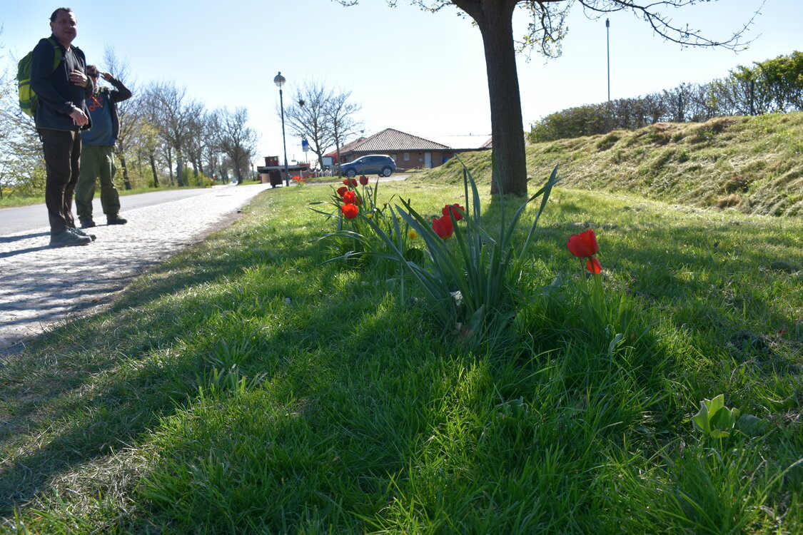 Tulipáni.
