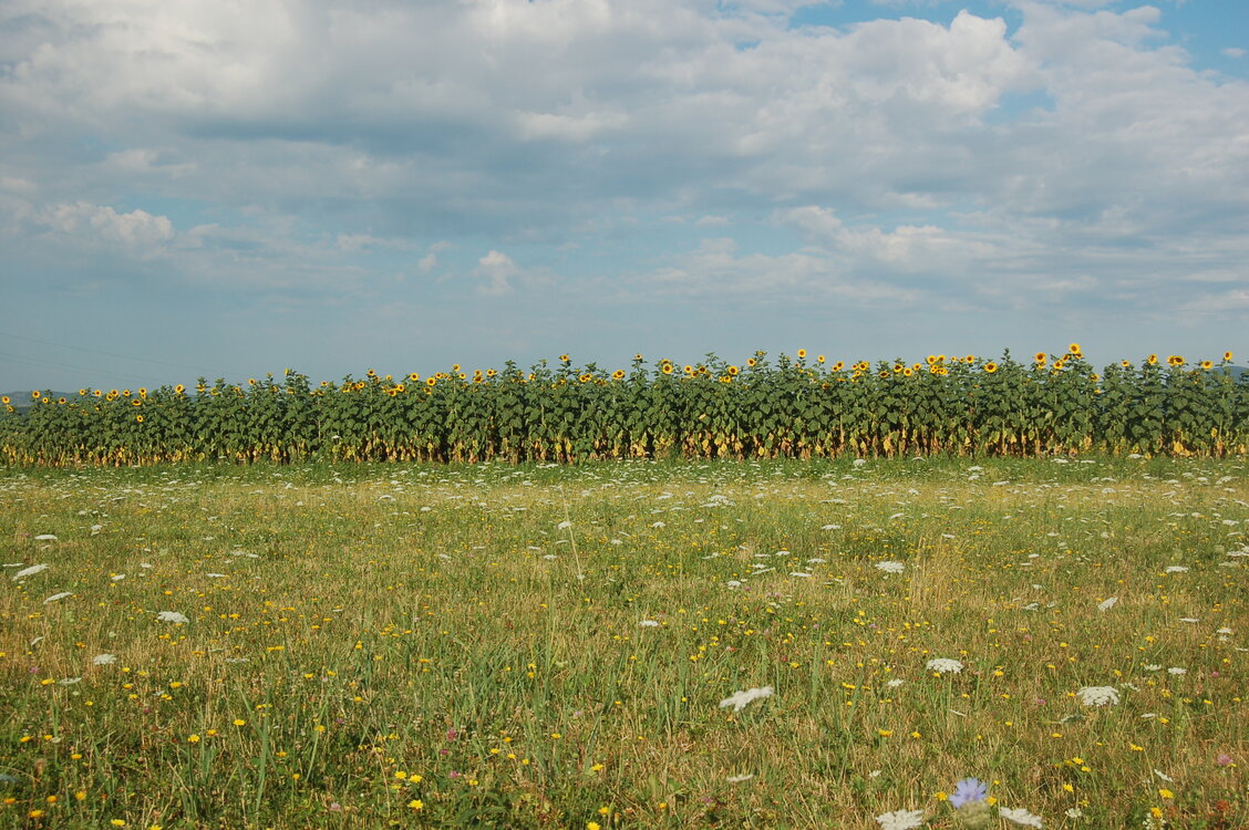 an06096.jpg