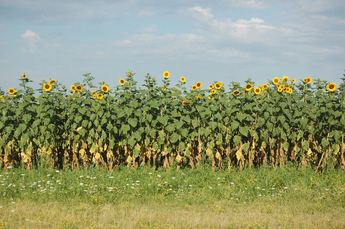 an06097.jpg