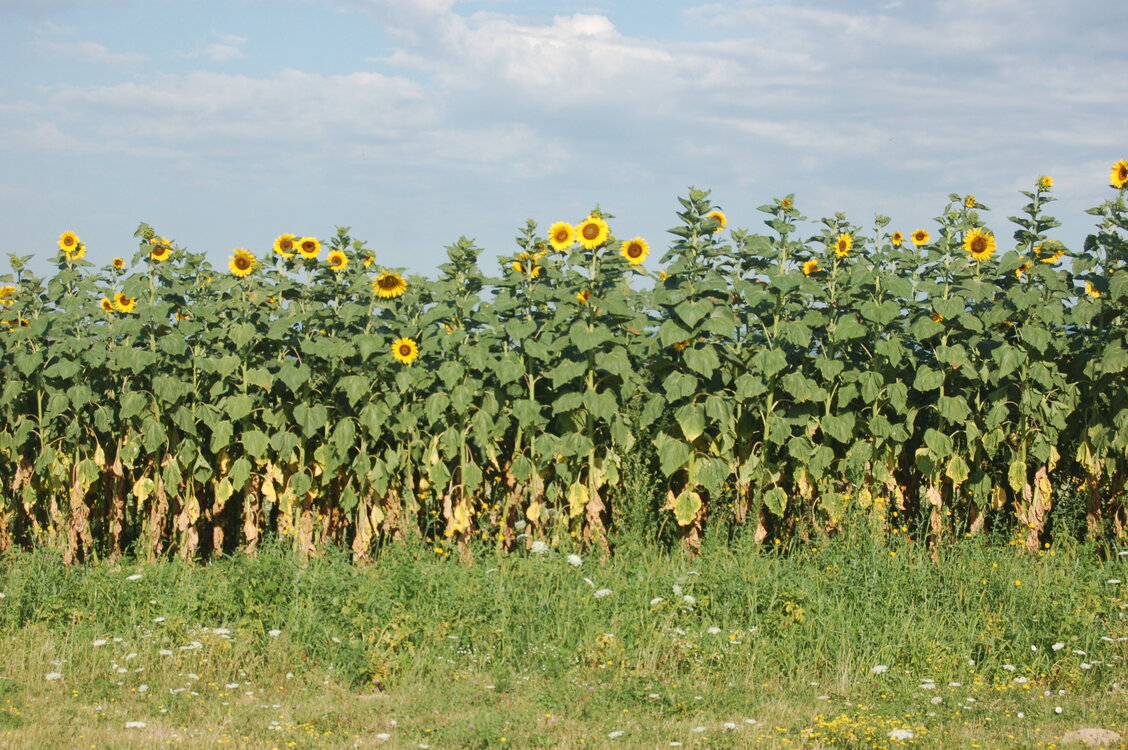an06098.jpg