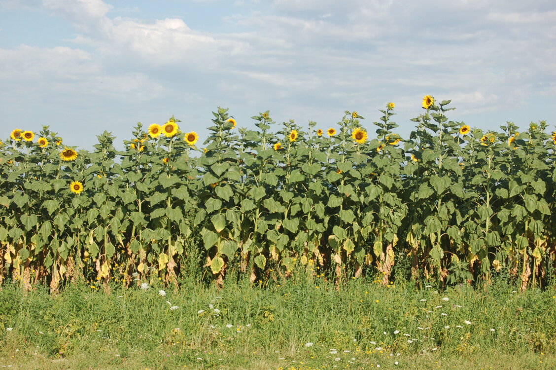 an06099.jpg