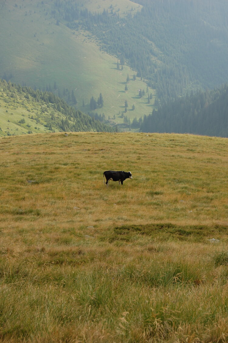 an06536.jpg