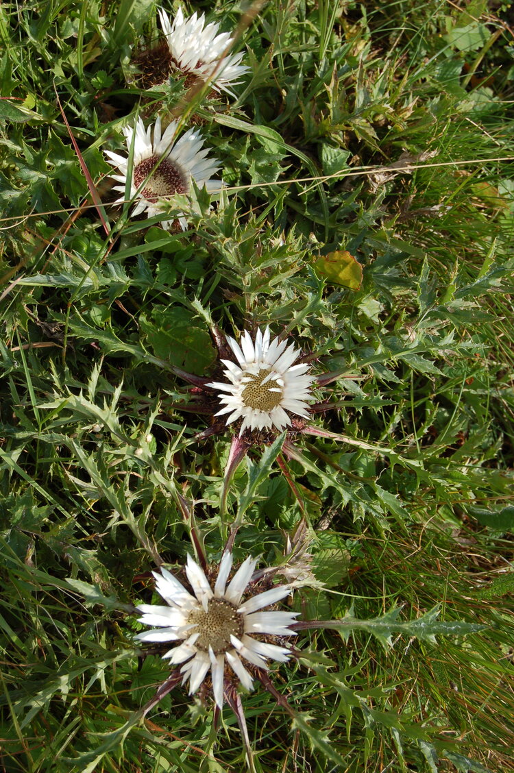 an06611.jpg