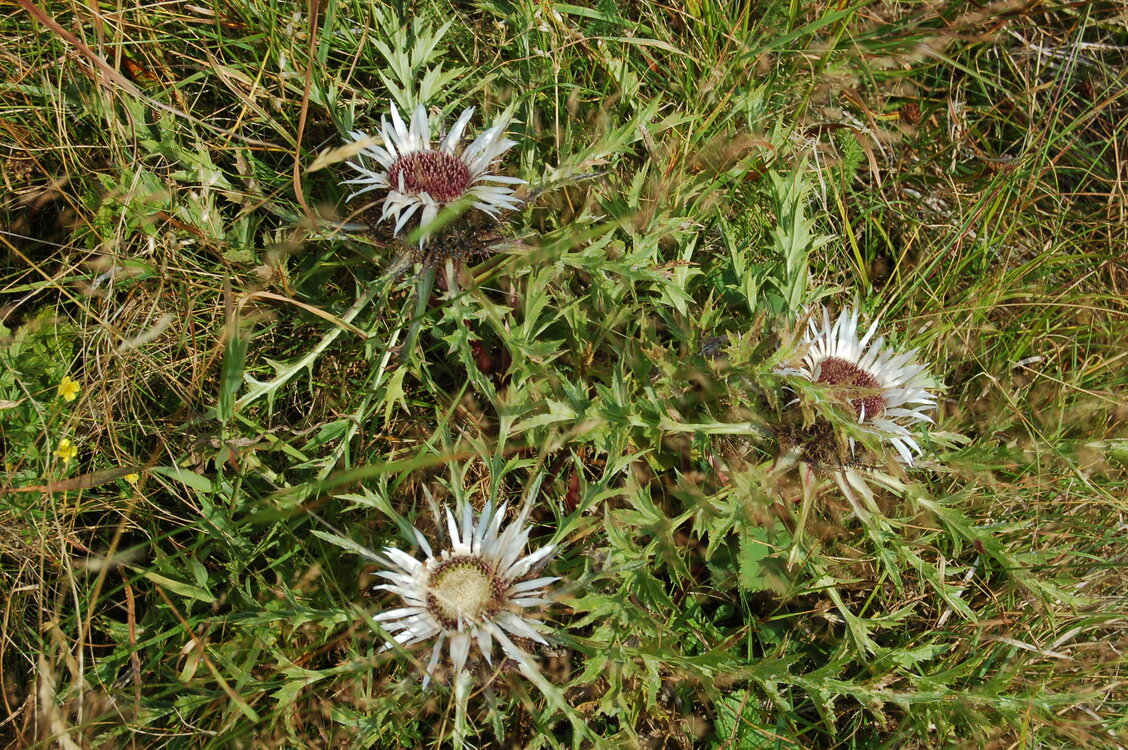 an06616.jpg