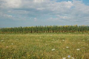 an06096.jpg