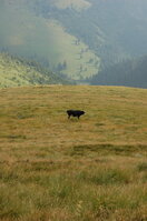 an06536.jpg
