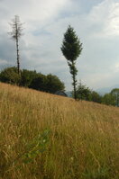 an06626.jpg