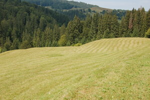 an06657.jpg