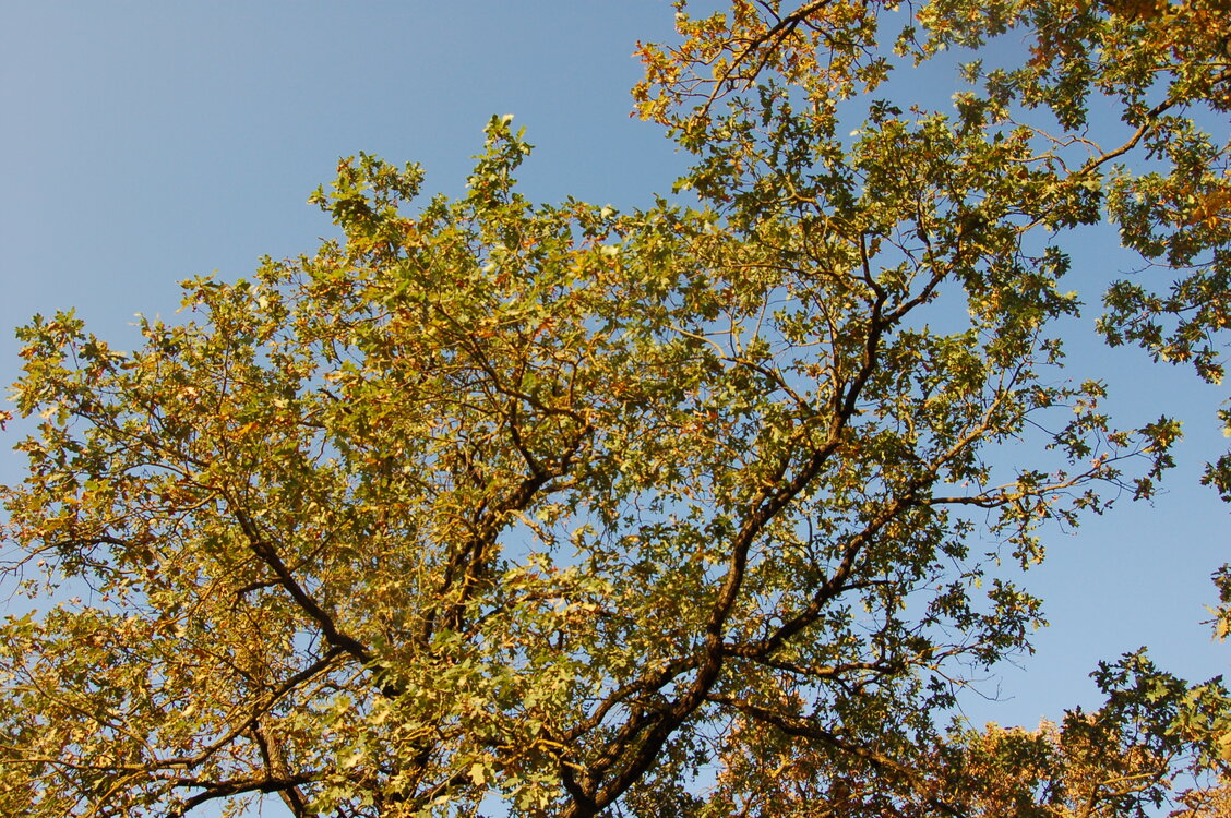 Detail dubů.
