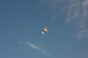 Racek.