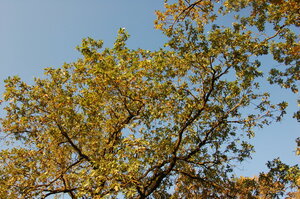 Detail dubů.