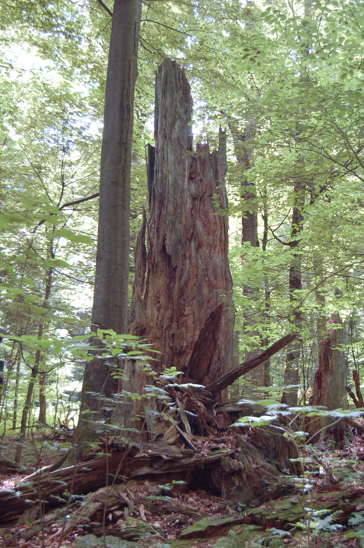 an1_005367.jpg