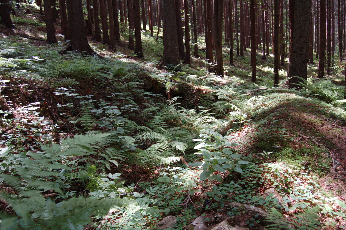 an1_005369.jpg