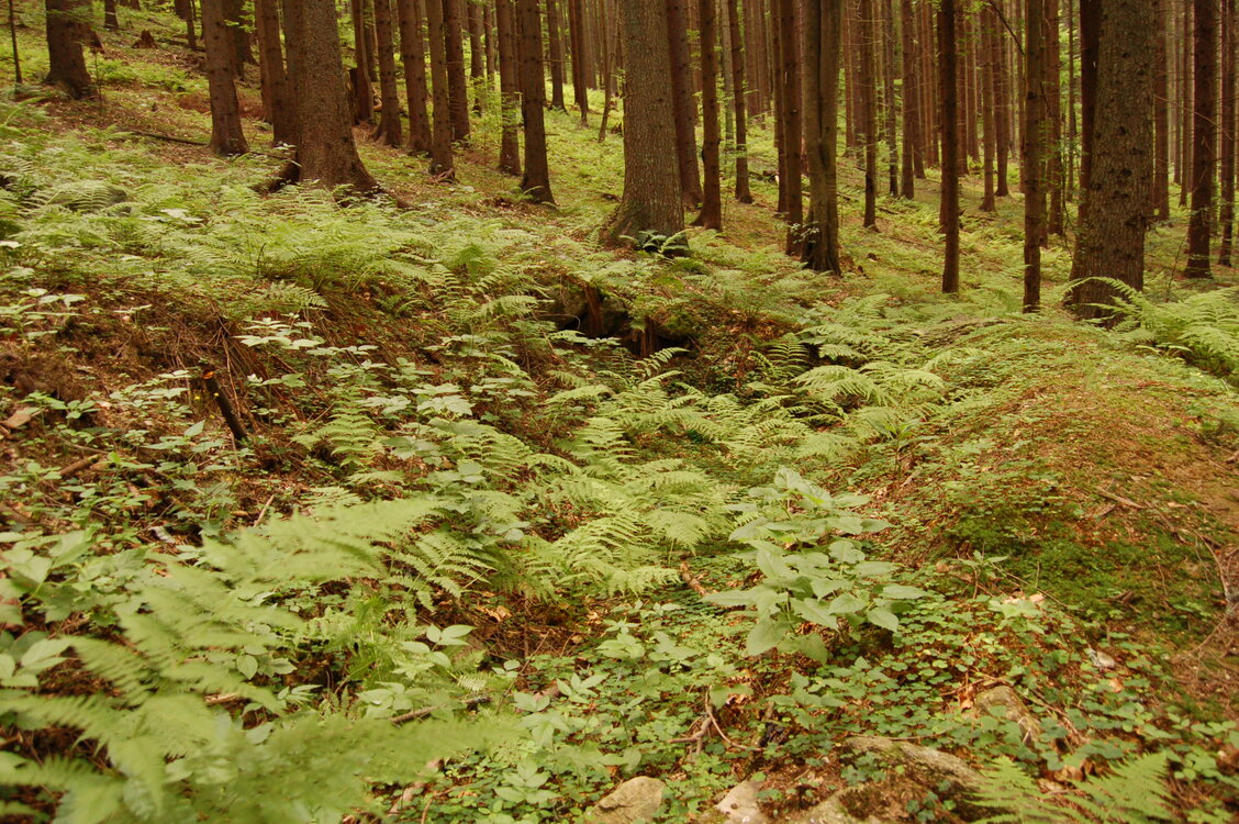 an1_005371.jpg