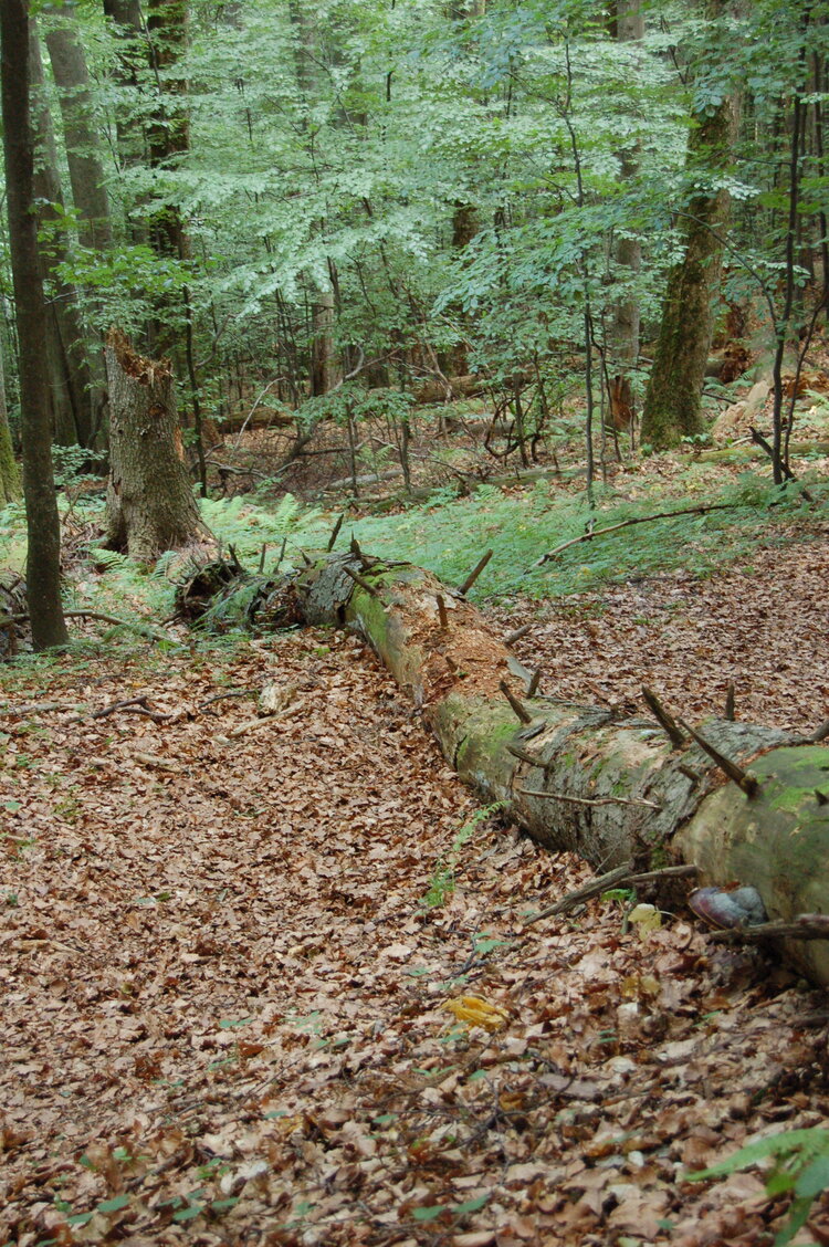 an1_005390.jpg
