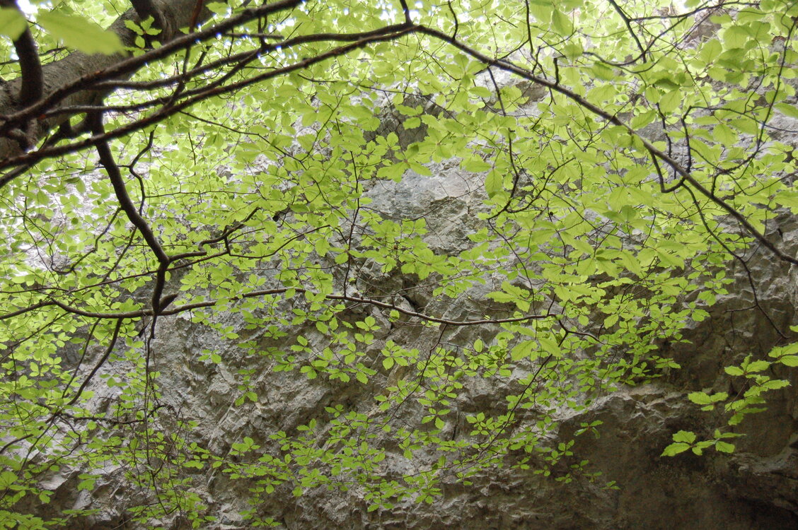 an1_005581.jpg