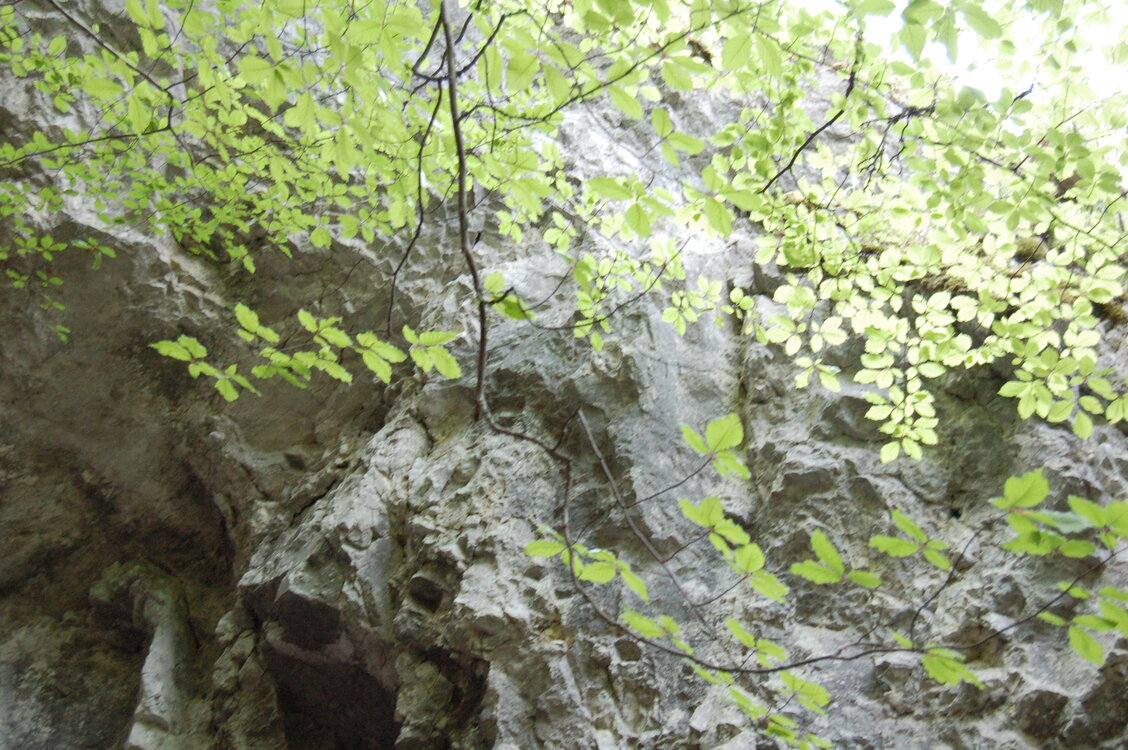 an1_005603.jpg