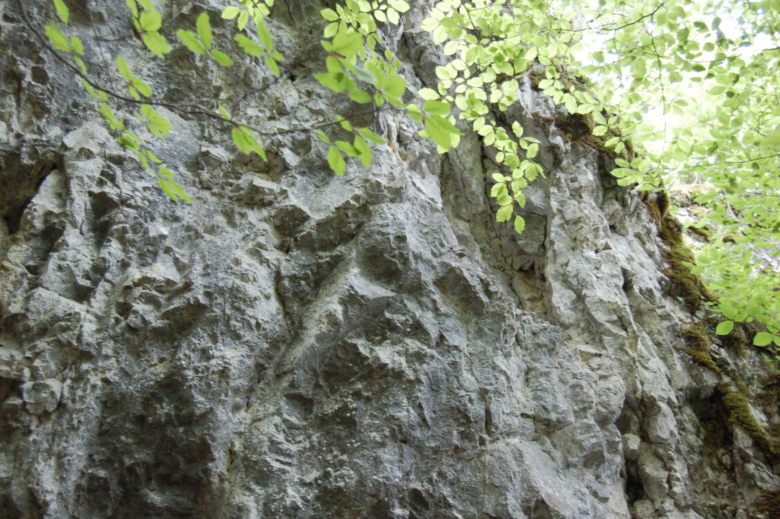 an1_005607.jpg