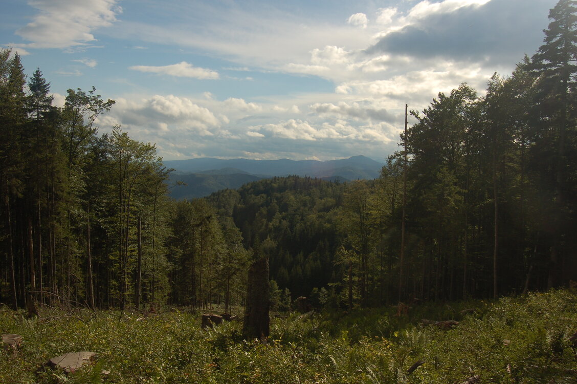 an1_005626.jpg