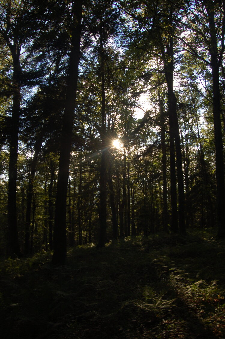 an1_005628.jpg