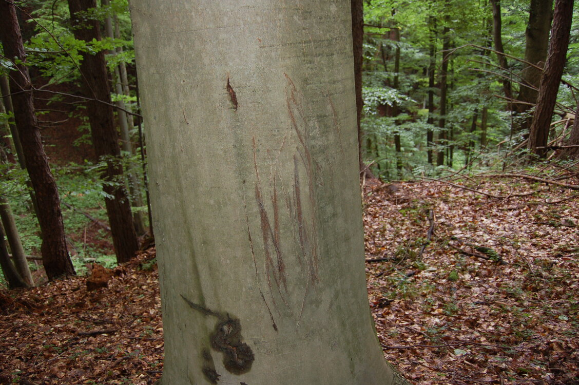 an1_005638.jpg