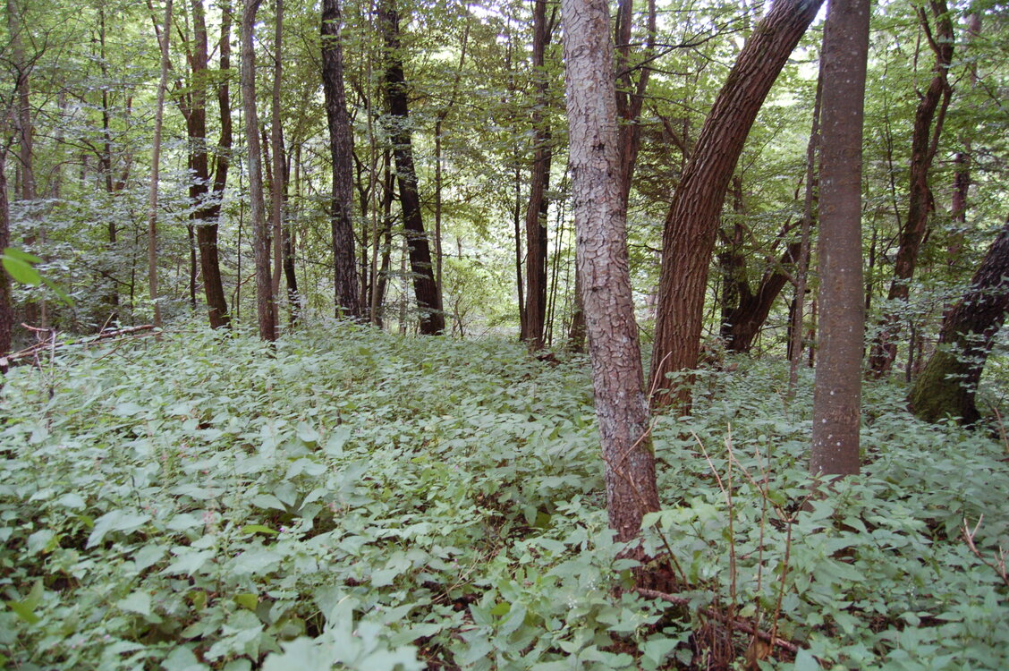 an1_005667.jpg
