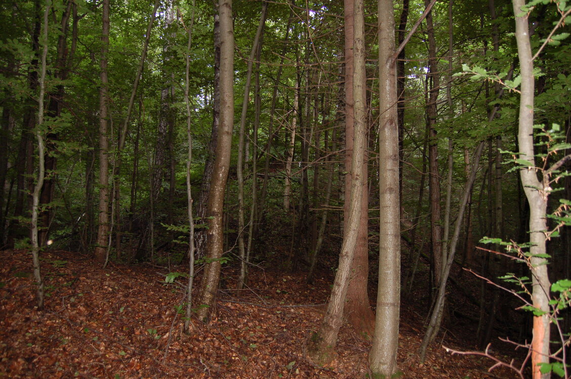 an1_005671.jpg