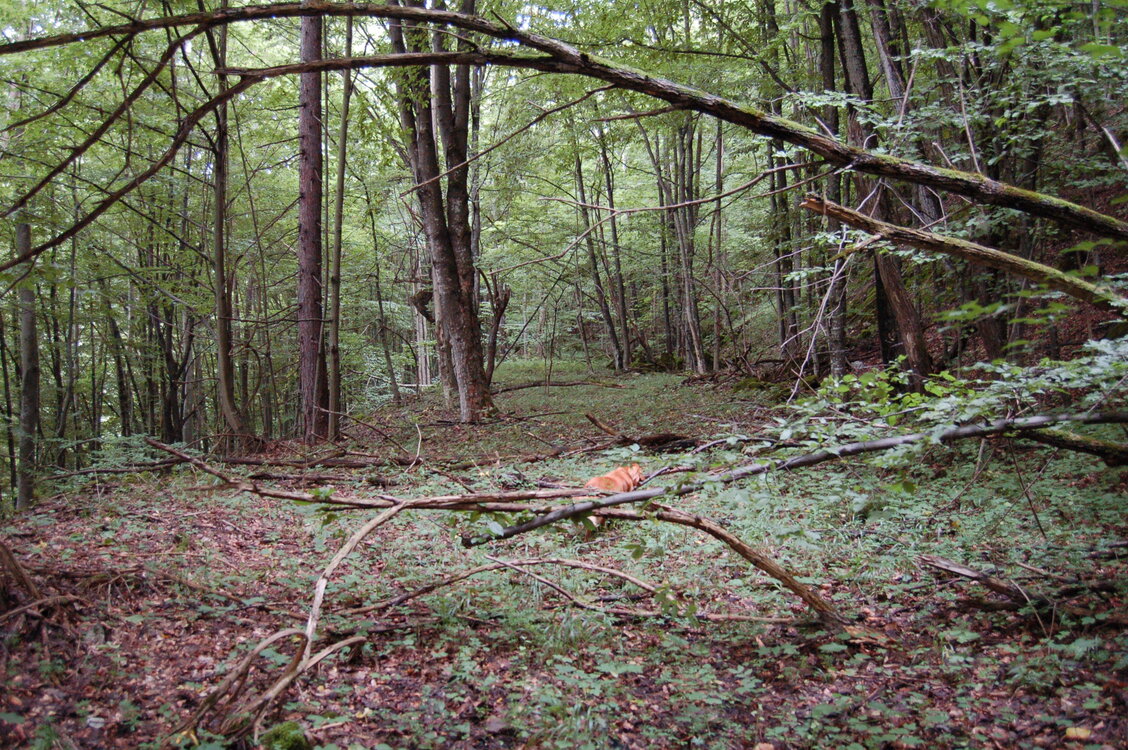 an1_005693.jpg