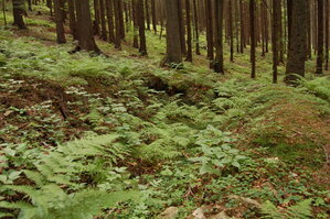 an1_005370.jpg