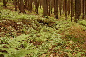 an1_005371.jpg