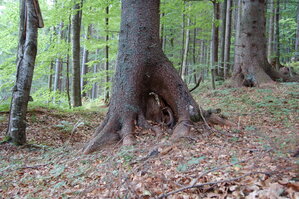 an1_005377.jpg