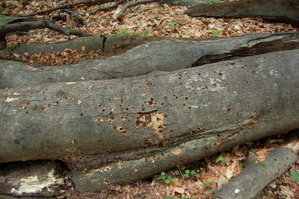 an1_005386.jpg