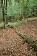 an1_005387.jpg