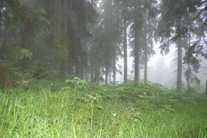 an1_005506.jpg