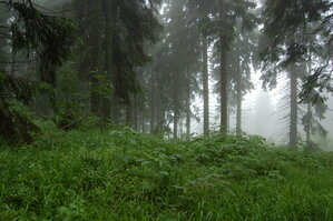 an1_005507.jpg