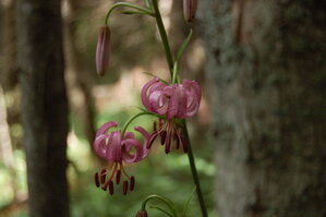 an1_005620.jpg