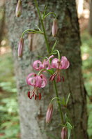 an1_005621.jpg