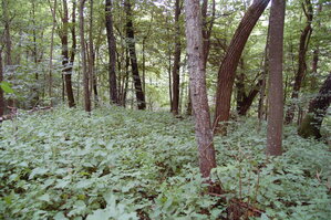 an1_005667.jpg