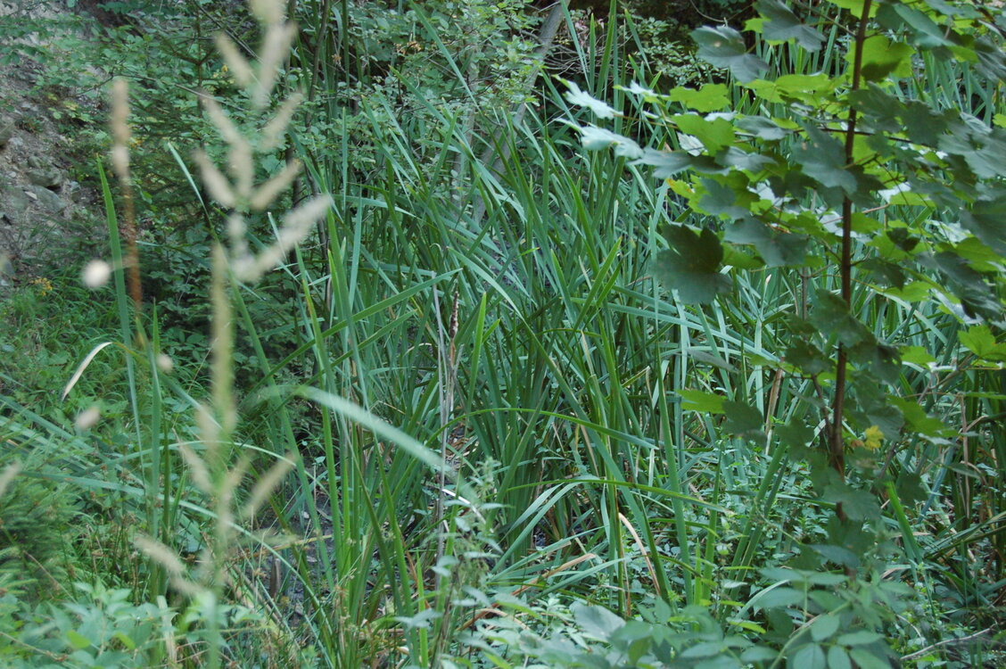 an1_036732.jpg
