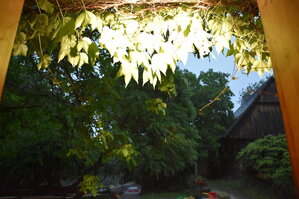 DSC_9081.JPG