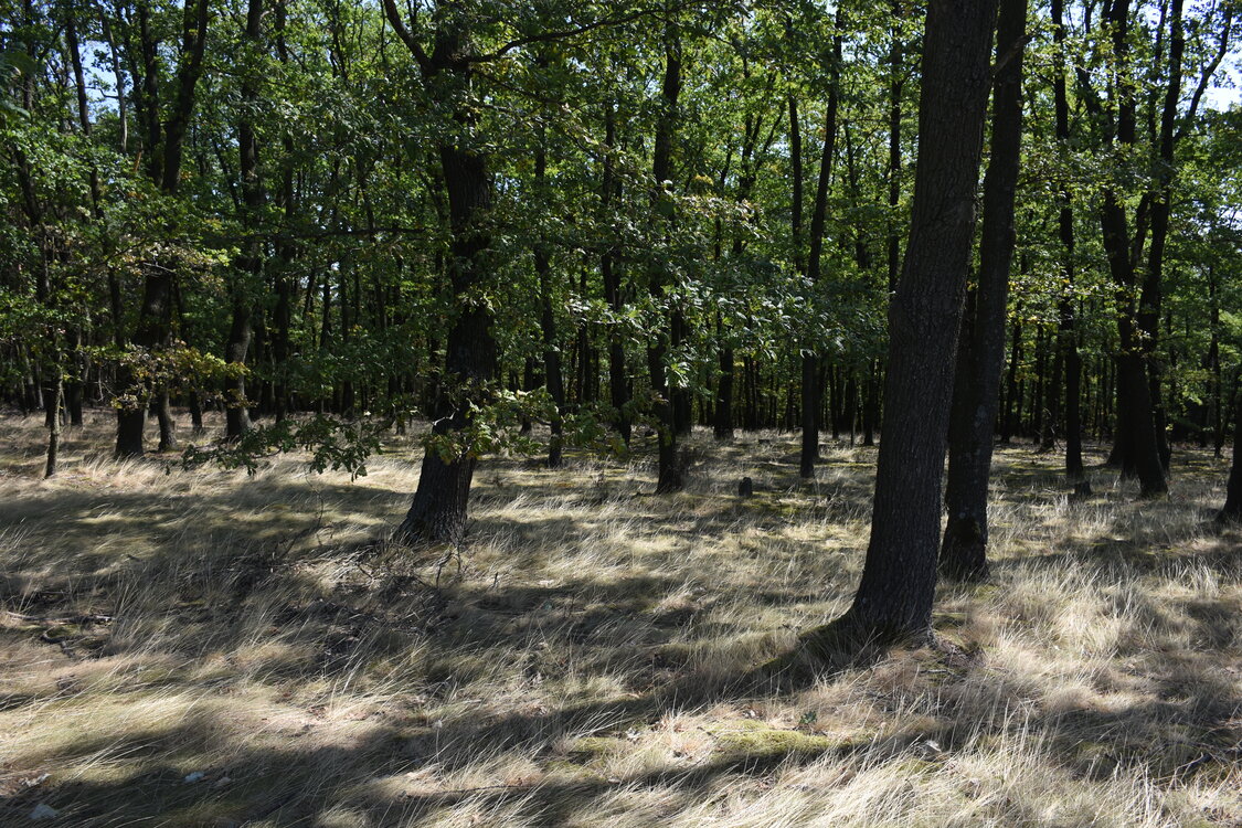 DSC_6072.JPG