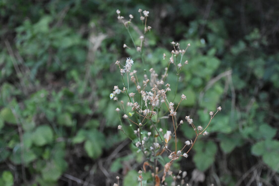 DSC_6157.JPG