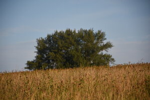 DSC_6006.JPG