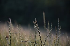 DSC_6020.JPG