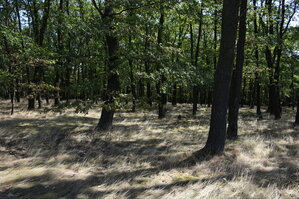 DSC_6072.JPG