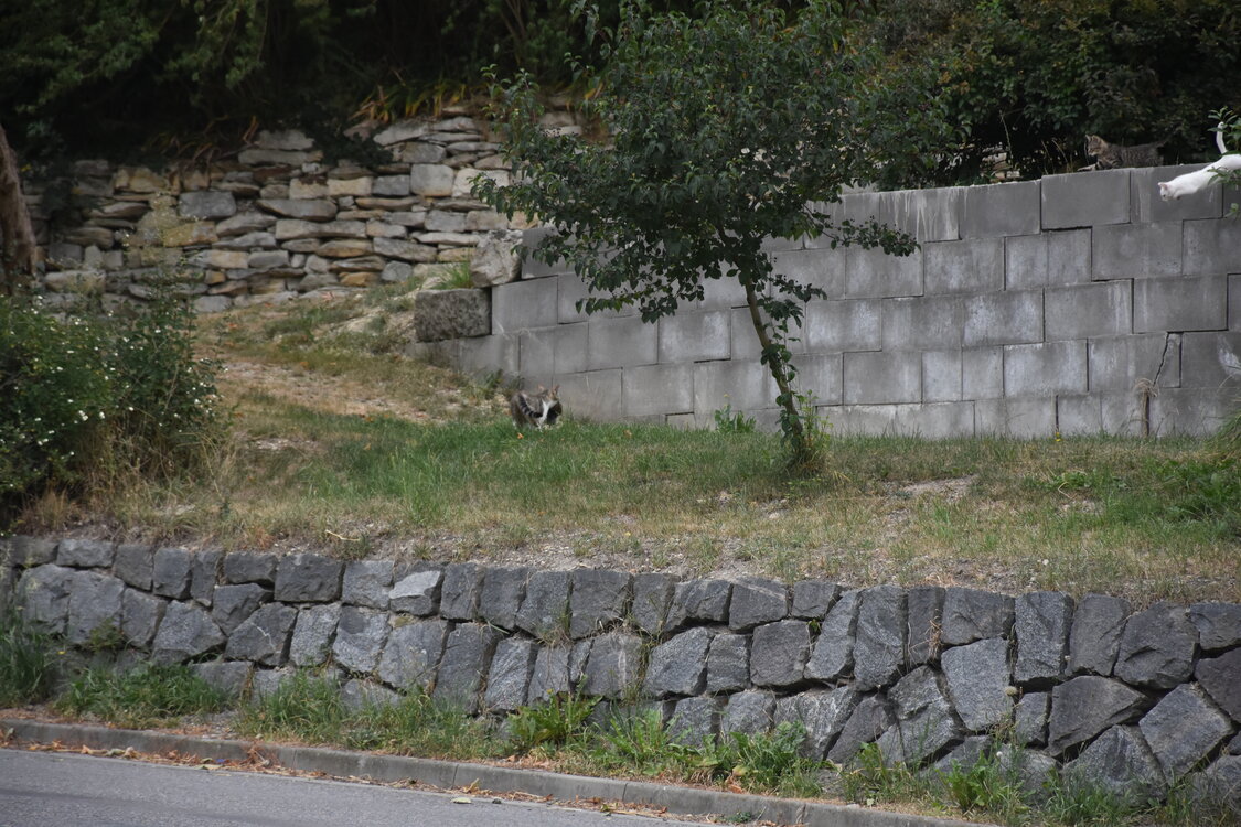 DSC_5828.JPG