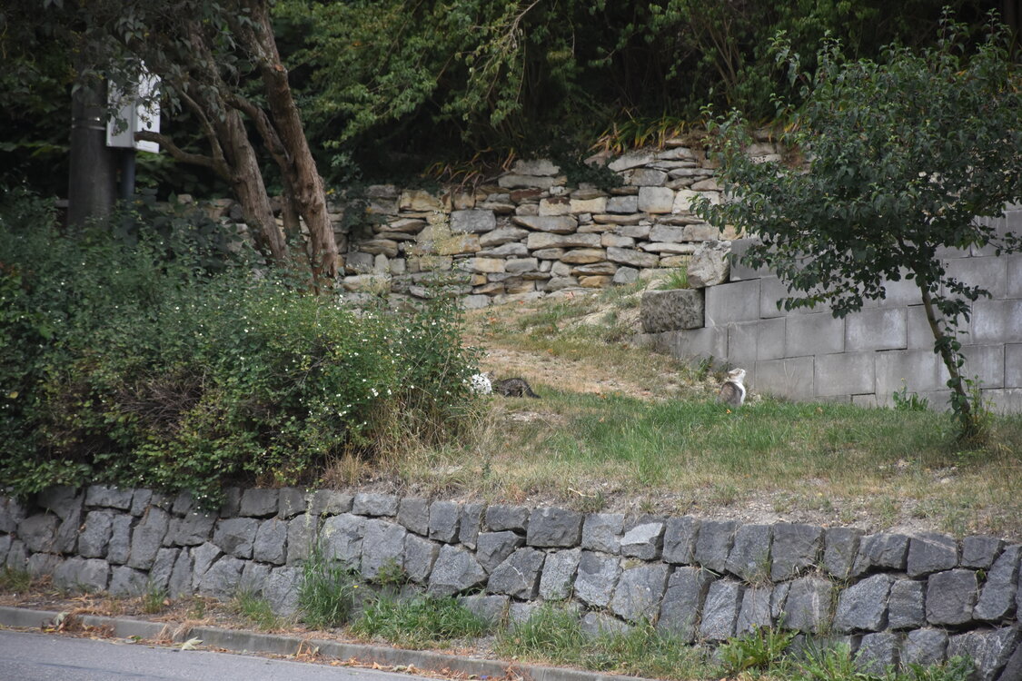 DSC_5829.JPG