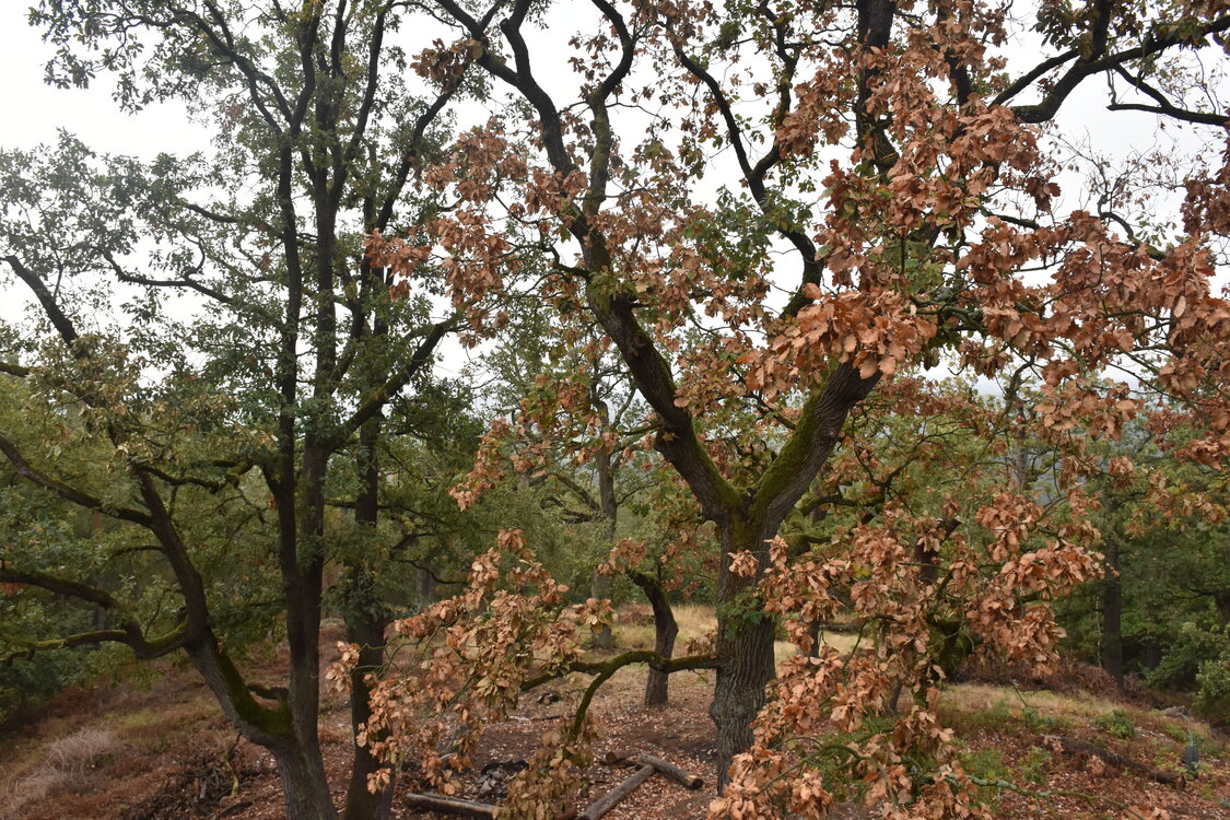 DSC_6429.JPG
